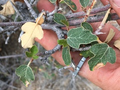 Fremontodendron californicum