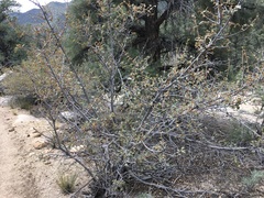 Fremontodendron californicum