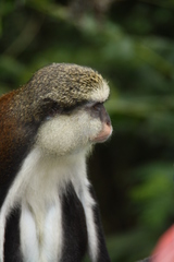 Cercopithecus mona