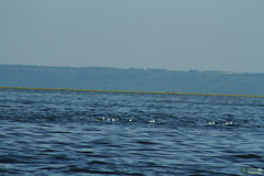 Chroicocephalus ridibundus