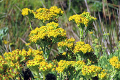 Senecio lanceus