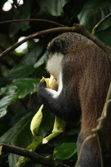 Cercopithecus mona