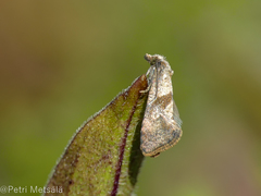 Cochylidia implicitana