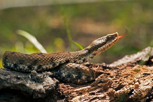 Vipera comune