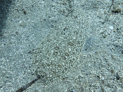 Pardachirus marmoratus