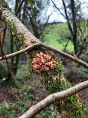 Hypocreopsis rhododendri