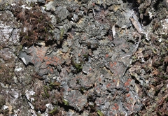 Leptochidium albociliatum