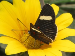 Melanis leucophlegma
