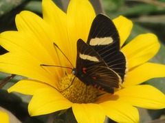 Melanis leucophlegma