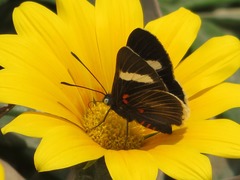 Melanis leucophlegma