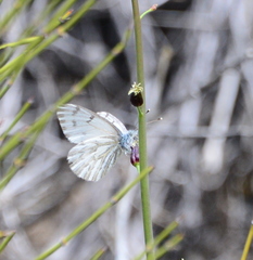 Pontia sisymbrii