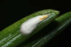Chionaspis pinifoliae
