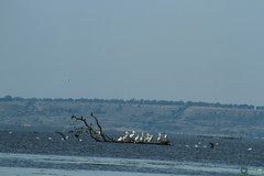 Pelecanus onocrotalus