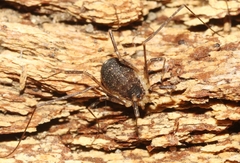Globipes spinulatus