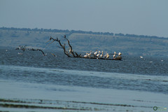 Pelecanus onocrotalus