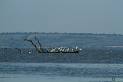 Pelecanus onocrotalus