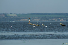 Pelecanus onocrotalus