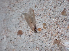 Trichoptera
