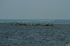 Pelecanus onocrotalus