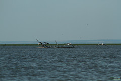 Pelecanus onocrotalus