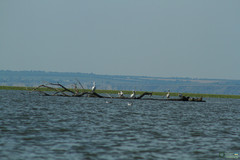 Pelecanus onocrotalus