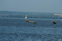 Pelecanidae