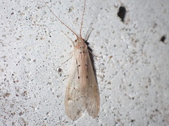 Trichoptera
