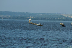 Pelecanidae
