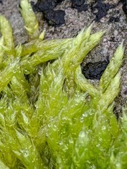 Brachythecium albicans