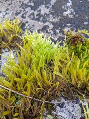 Brachythecium albicans