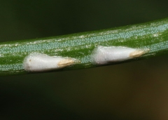 Chionaspis pinifoliae