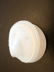 Dosinia concentrica