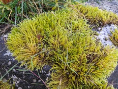 Brachythecium albicans