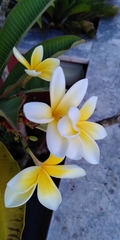 Angiospermae