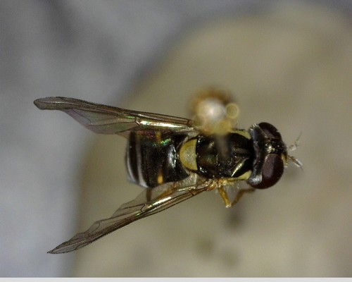 iNaturalist observation photo of Forked Globetail