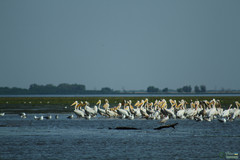 Pelecanus onocrotalus
