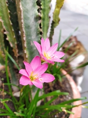 Zephyranthes rosea
