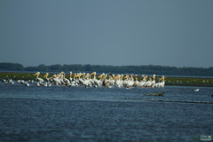 Pelecanus onocrotalus