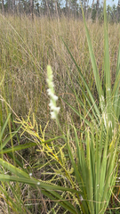 Spiranthes vernalis