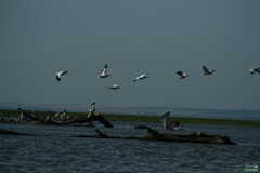 Pelecanus onocrotalus