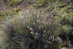 Selago densiflora