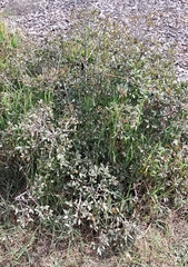 Frangula californica californica