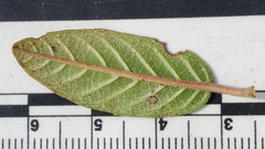 Frangula californica californica