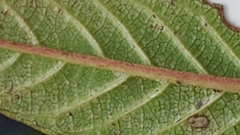 Frangula californica californica