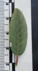 Frangula californica californica