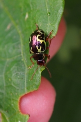 Zygogramma violaceomaculata