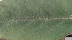 Frangula californica californica