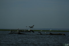 Pelecanus onocrotalus