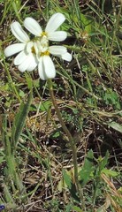 Acmaeoderella flavofasciata flavofasciata