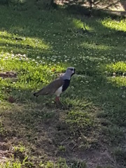Vanellus chilensis